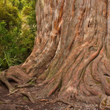 The mysterious existence of a leafless kauri stump, kept alive by its forest neighbours