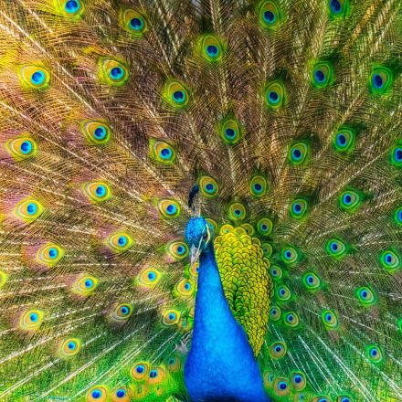 How Color Vision Came to the Animals