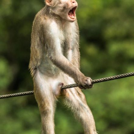 Monkey's unfortunate incident wins funniest animal photo award