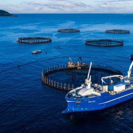 'Not clean, not green, not even healthy': Author slams salmon farming