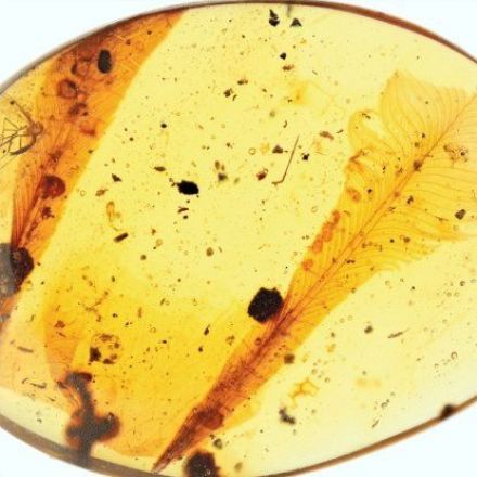 Scientists Are Excited Over These 'Weird' Feathers Preserved in 100-Million-Year-Old Amber
