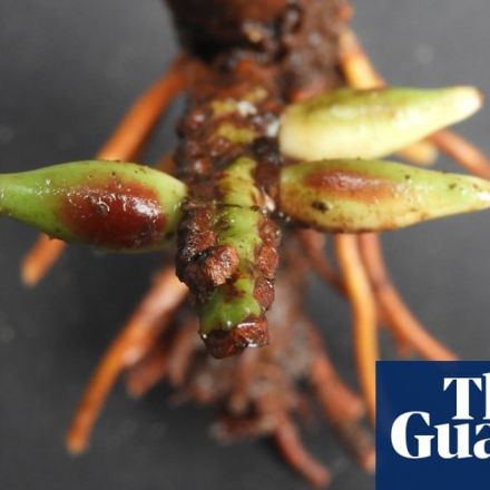 ‘Mind-boggling’ palm that flowers and fruits underground thrills scientists