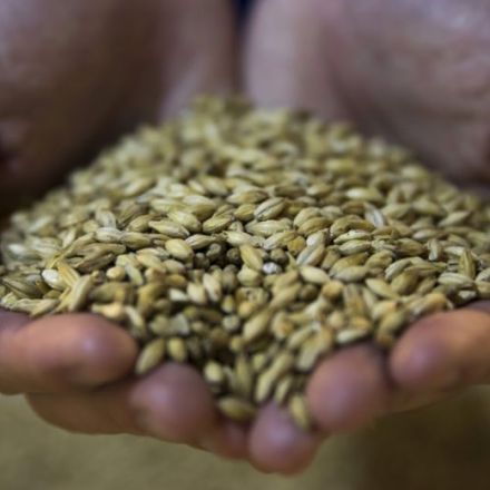 Barley shortages from climate change could mean less beer worldwide