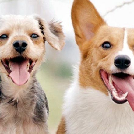 These 3 Recent Studies Radically Change What We Understand About Dogs