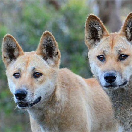 From wolf to chihuahua: new research reveals where the dingo sits on the evolutionary timeline of dogs
