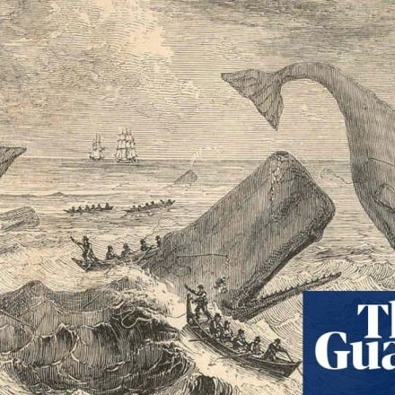 Sperm whales in 19th century shared ship attack information
