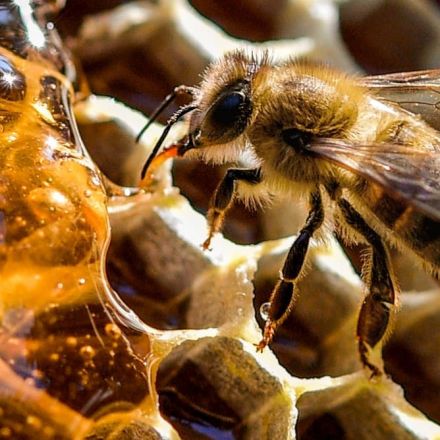 Hear me out – we could use the varroa mite to wipe out feral honey bees, and help Australia's environment