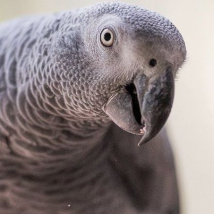 In a Fascinating Twist, Animals That Do Math Also Understand More Language Than We Think