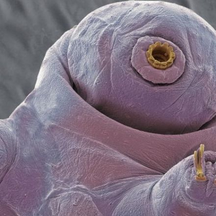 Scientists Discover How Tardigrades Survive Blasts of Radiation, And It's Weird