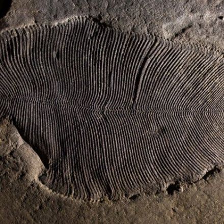 This Eerie Creature Was Just Officially Confirmed as The World's Earliest Known Animal