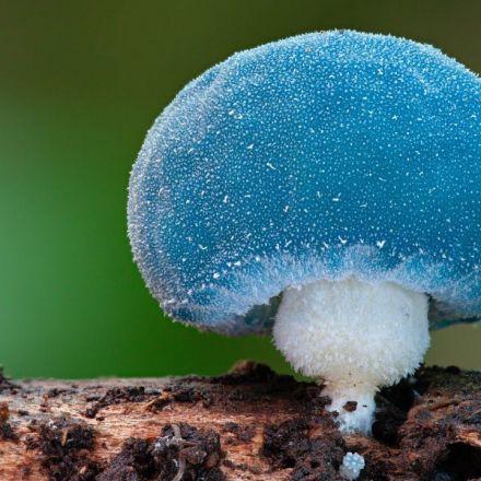 Stephen Axford: How fungi changed my view of the world