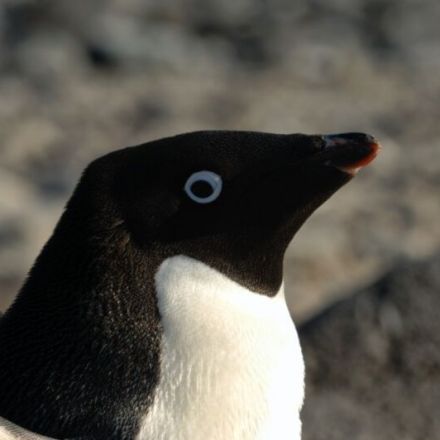 The explosive physics of pooping penguins: they can shoot poo over four feet