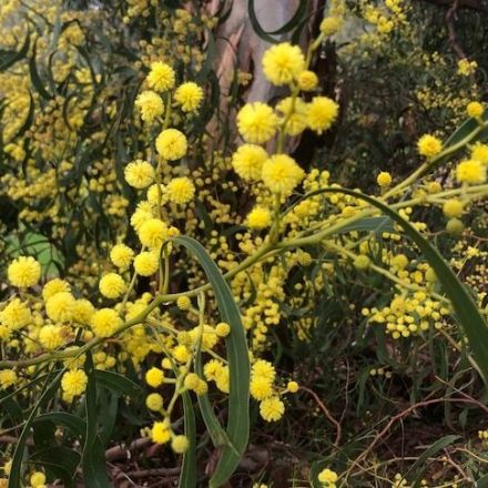 Wattle is an Aussie icon. So why did scientists end up in a fight over its scientific name?