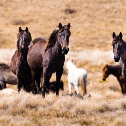 Double trouble as feral horse numbers gallop past 25,000 in the Australian Alps