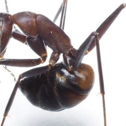 Ants Slurp Their Own Butt Acid to Protect Themselves From Germs