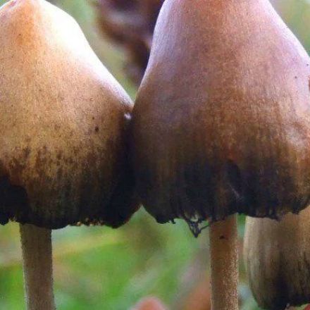 A Man Injected Magic Mushroom 'Tea' Into His Veins, And Fungus Grew Inside Him