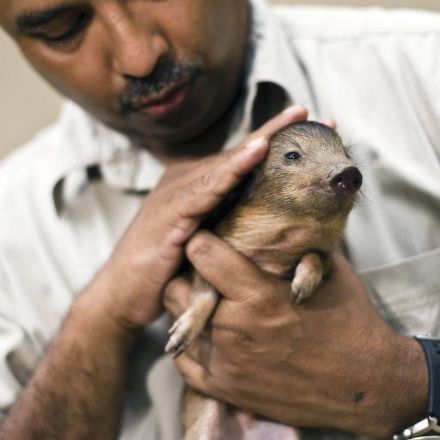 World's Tiniest Pig at 10-Inches Tall, Once Thought Extinct, Is Returning to the Wild