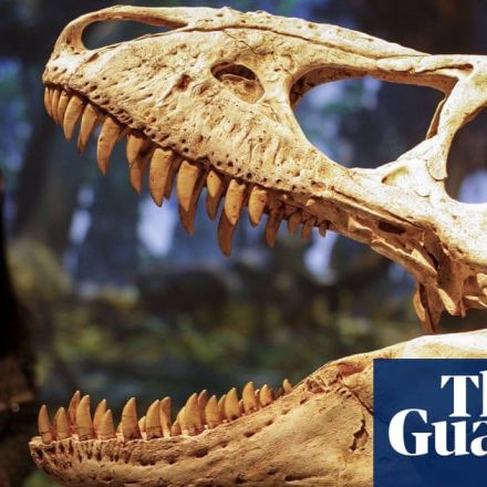 Paleontology ‘a hotbed of unethical practices rooted in colonialism’, say scientists