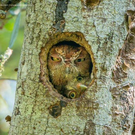 The funniest animal shots to brighten your day