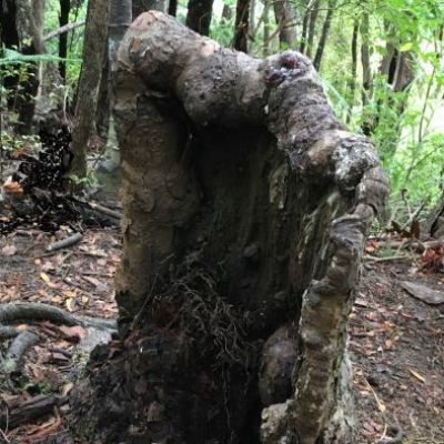 Scientists are stumped about why this stump is still alive