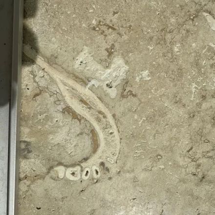 Man notices ancient human jawbone embedded in parents' tile floor