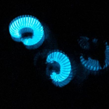 Bushwalkers accidentally discover Australia's first known bioluminescent millipedes