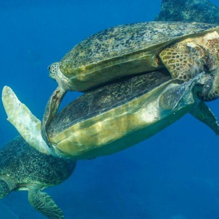'Crazy' sea turtle mating marathon underway on Great Barrier Reef