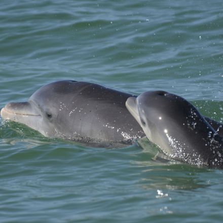 Dolphin moms use baby talk to call to their young, recordings show