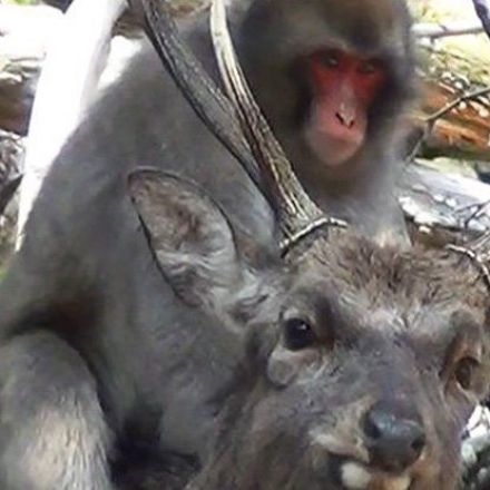 Monkeys Trying to Have Sex With Deer Is a Thing Now, Says Study