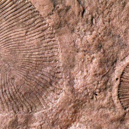 Mystery Fossil Finally Confirmed to Be an Animal After 70 Years of Research