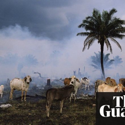 Humanity has wiped out 60% of animals since 1970, major report finds