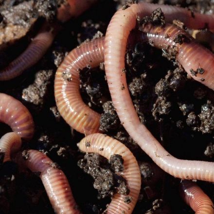 Microplastics: Why plastic is causing big problems for worms