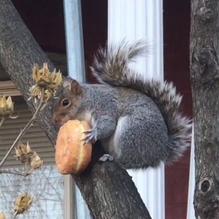Squirrel Enjoying Some Fancy Lunch - Video
