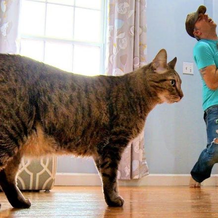 When This Guy Faked His Death, His Cat's Reaction Was Equally Cute And Hilarious