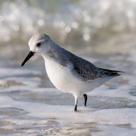 Three billion North American birds have vanished since 1970, surveys show