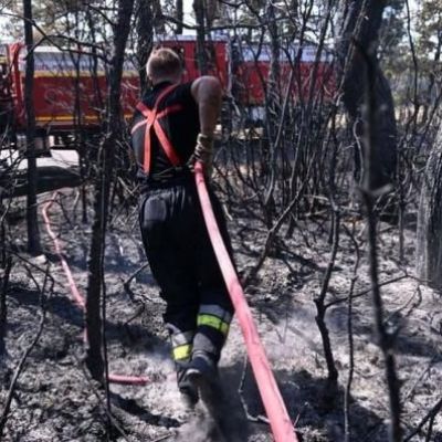 Climate change: 'Staggering' rate of global tree losses from fires