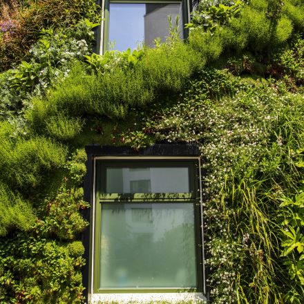 Living walls can reduce heat lost from buildings by over 30%