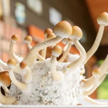 Psychedelic ‘Magic Mushroom’ Ingredient Could Help Treat Alcohol Addiction