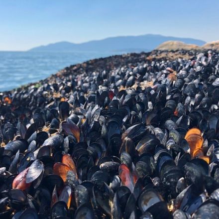 'Cooked to Death': Heatwave Probably Killed More Than a Billion Marine Animals on Canada’s Coast