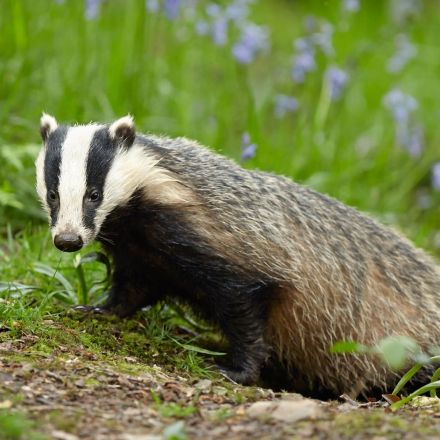 Badgers, stoats and otters stage ‘incredible’ revival