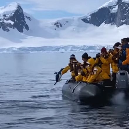 Penguin Escapes Killer Whales by Jumping into Sightseeing Boat