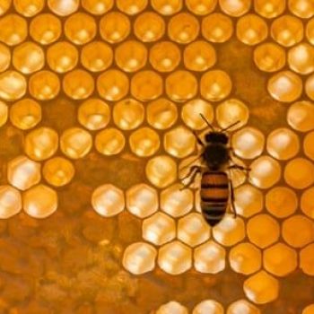 ‘Bees are sentient’: inside the stunning brains of nature’s hardest workers