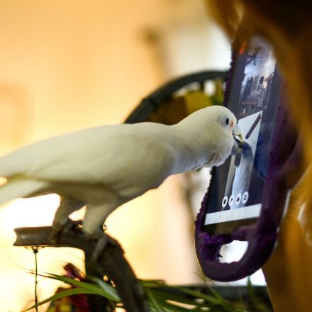 Parrots learn to make video calls to chat with other parrots, then develop friendships, Northeastern University researchers say