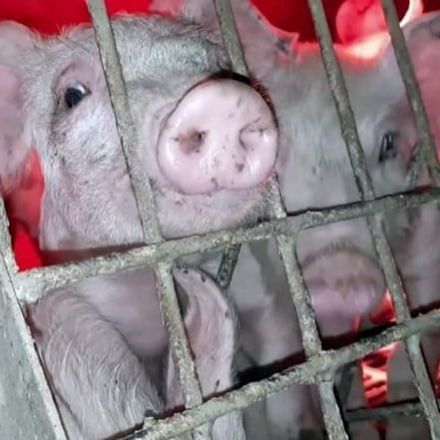 Activists enter Abbotsford pig farm after 'troubling' footage emerges