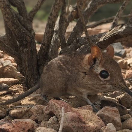 Tiny elephant shrew species, missing for 50 years, rediscovered