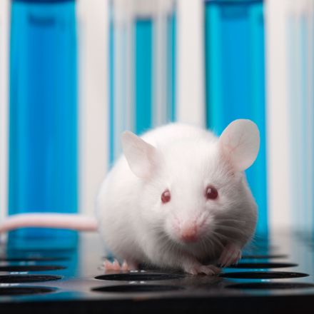 Improved Alzheimer's Mouse Model Paves the Way to Precision Medicine