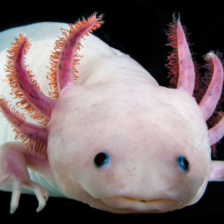 Complete Axolotl Genome Could Pave the Way Toward Human Tissue Regeneration
