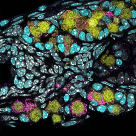Scientists Create Immature Human Eggs From Stem Cells