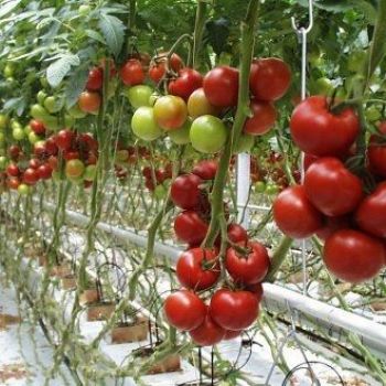 New tomato variety resistant to many insects