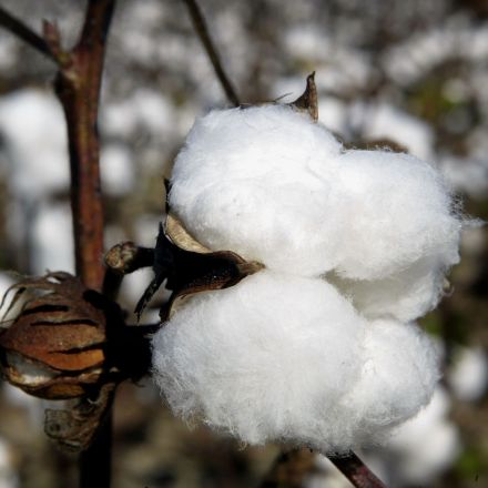Cotton prices just hit a 10-year high. Here's what that means for retailers and consumers